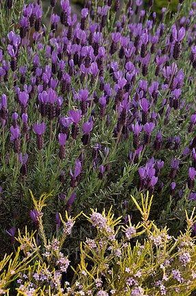20110423-_DSC5071