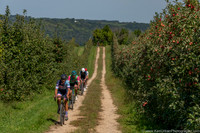 Apple Orchard