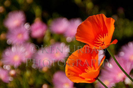 20110425-_DSC5508