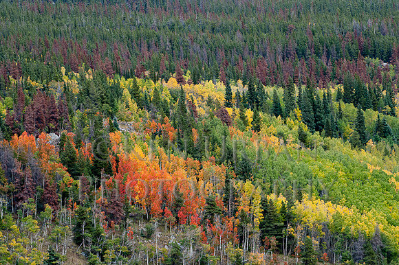 _DSC0662