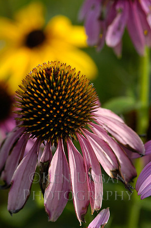 780- DSC_0019a