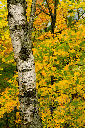 20080927-_DSC3801-17