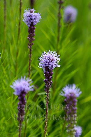773- DSC_0107a
