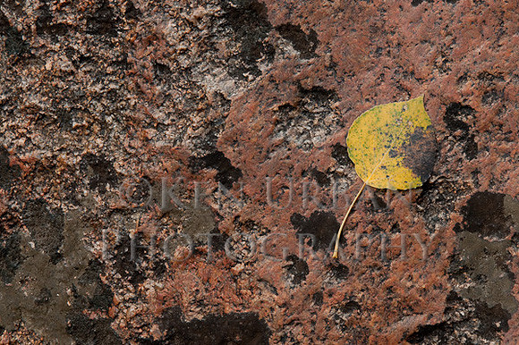 _DSC0803